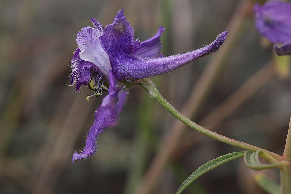 Delphinium nuttallianum 4361f