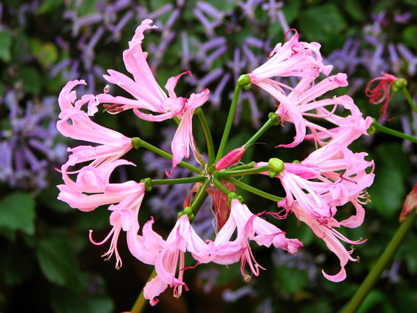 Cluster of Nerine bowdenii flowerheads