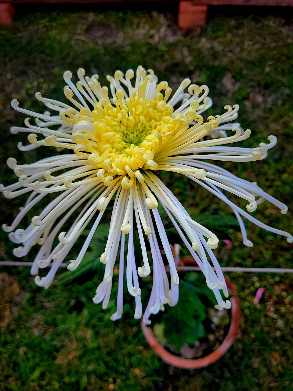 Spider Chrysanthemum flower