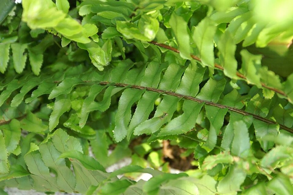 Nephrolepis exaltata Whitmanii