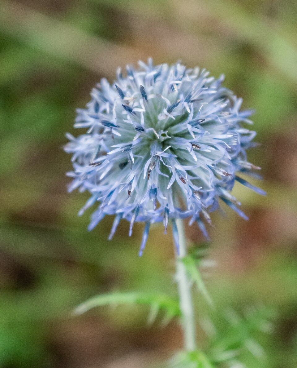 Echinops ritro in Aveyron