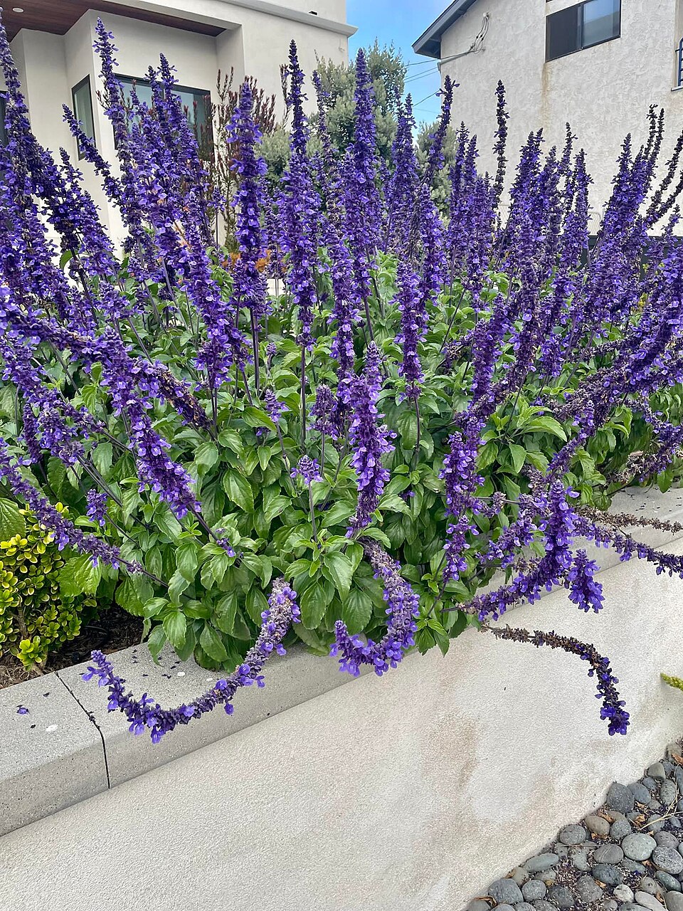 Salvia Farinacea Sequential Blossom