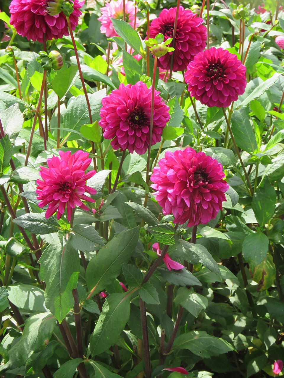 ‘Lilac Bull’ ball dahlia