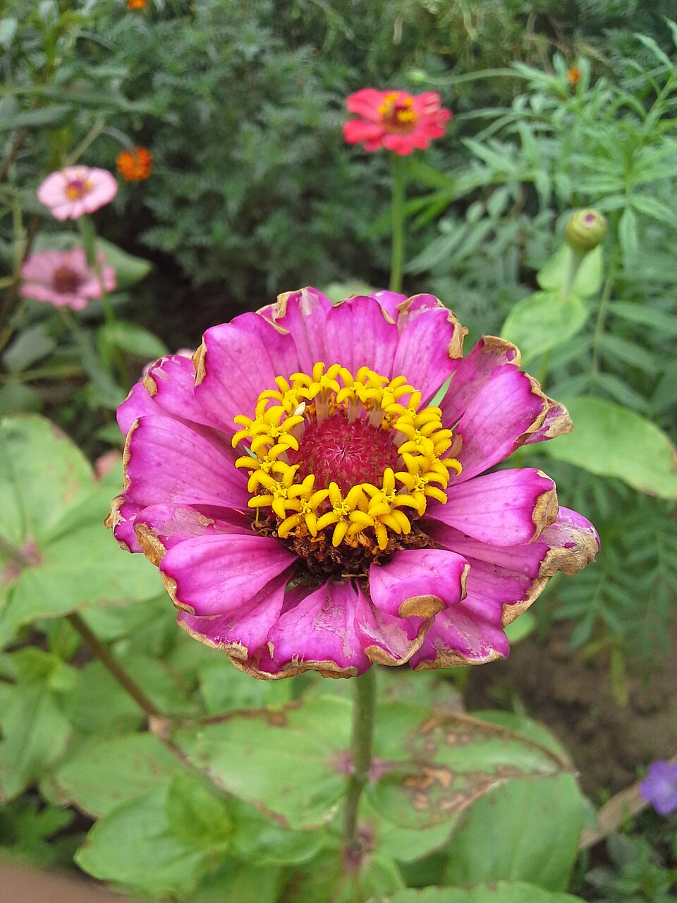 Zinnia elegans flowers (Rajbiraj, Saptari, Nepal)