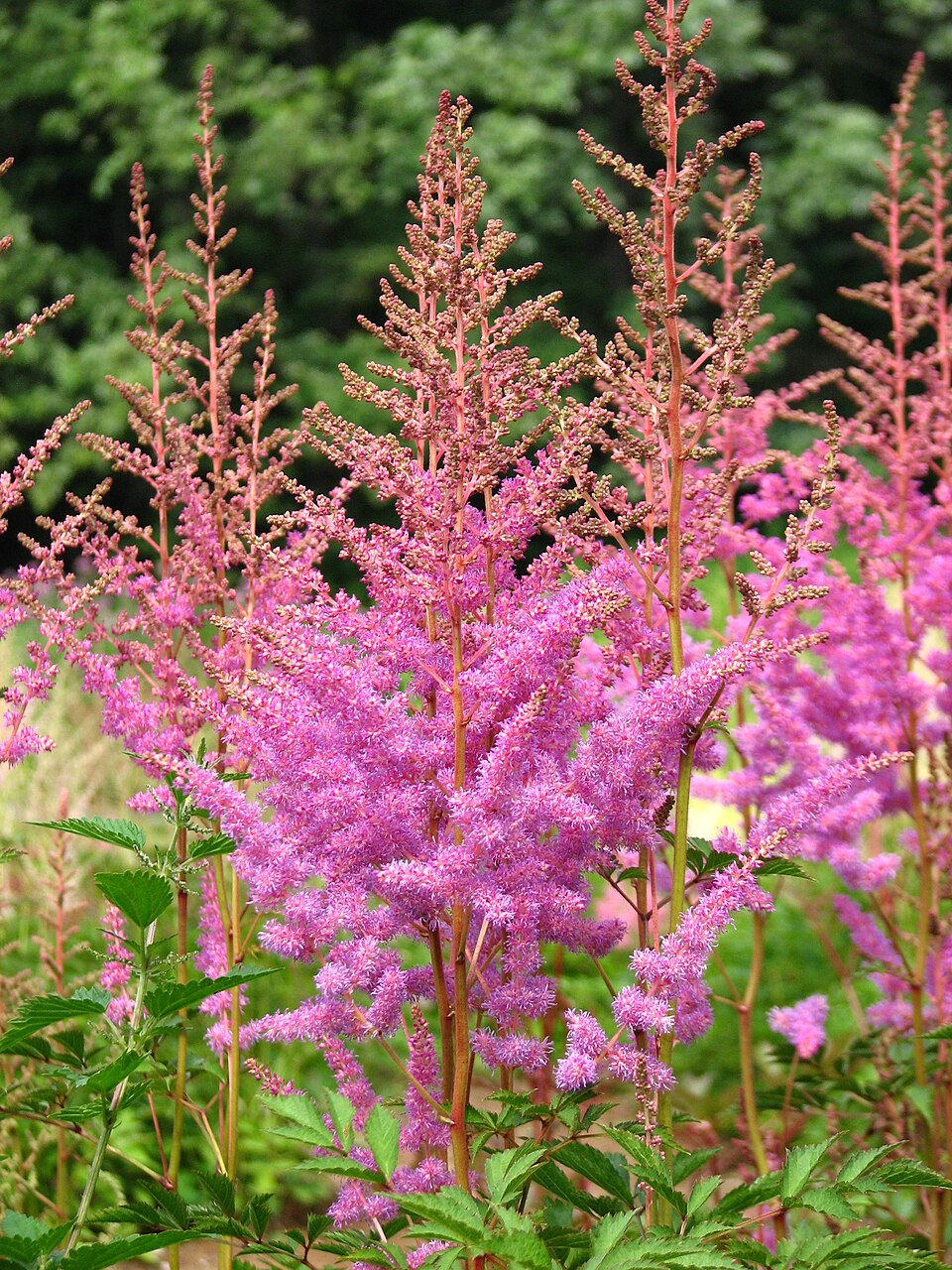 Astilbe 'Amethyst'