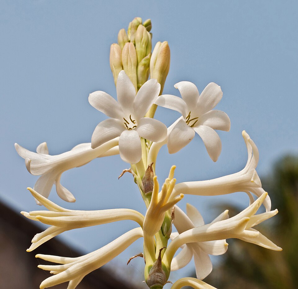 Polianthes tuberosa, Burdwan, West Bengal, India