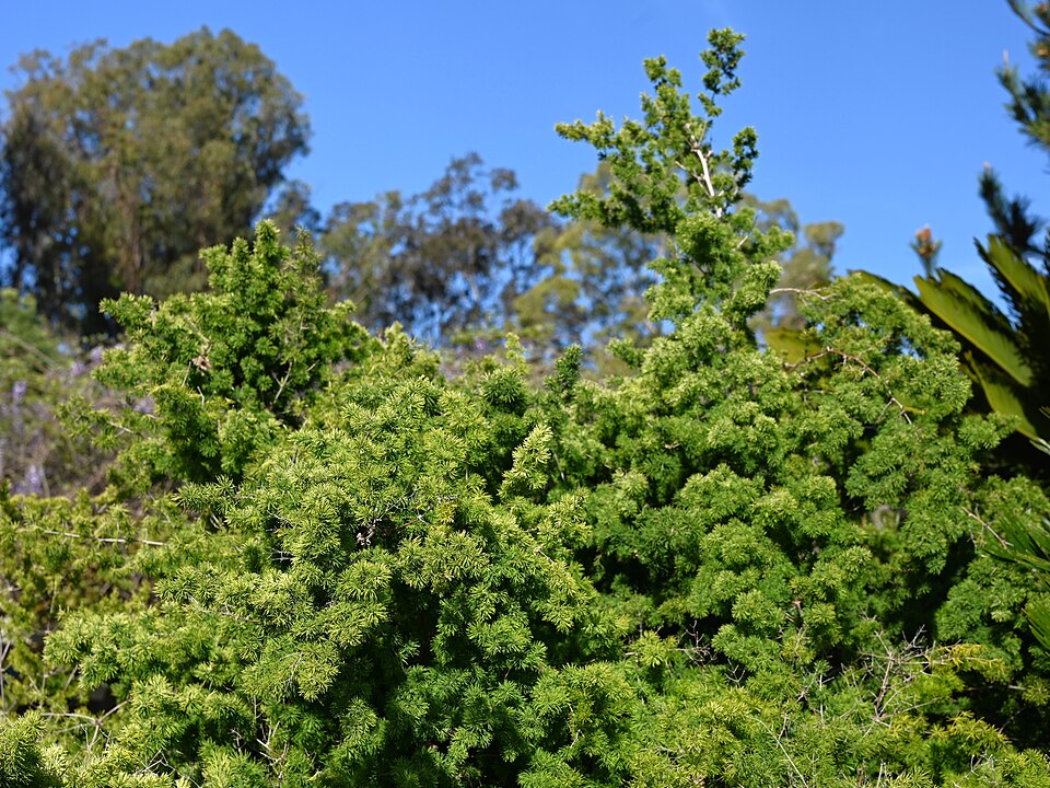 Asparagus retrofractus kz02