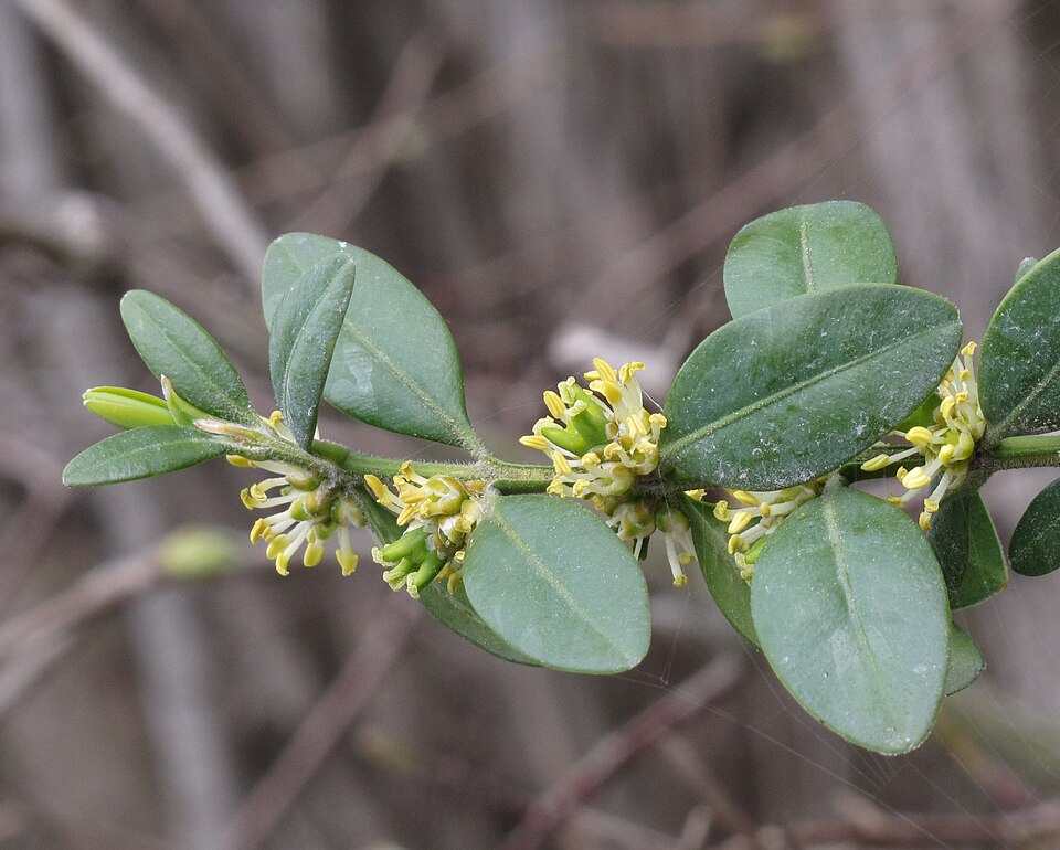 Buxus sempervirens