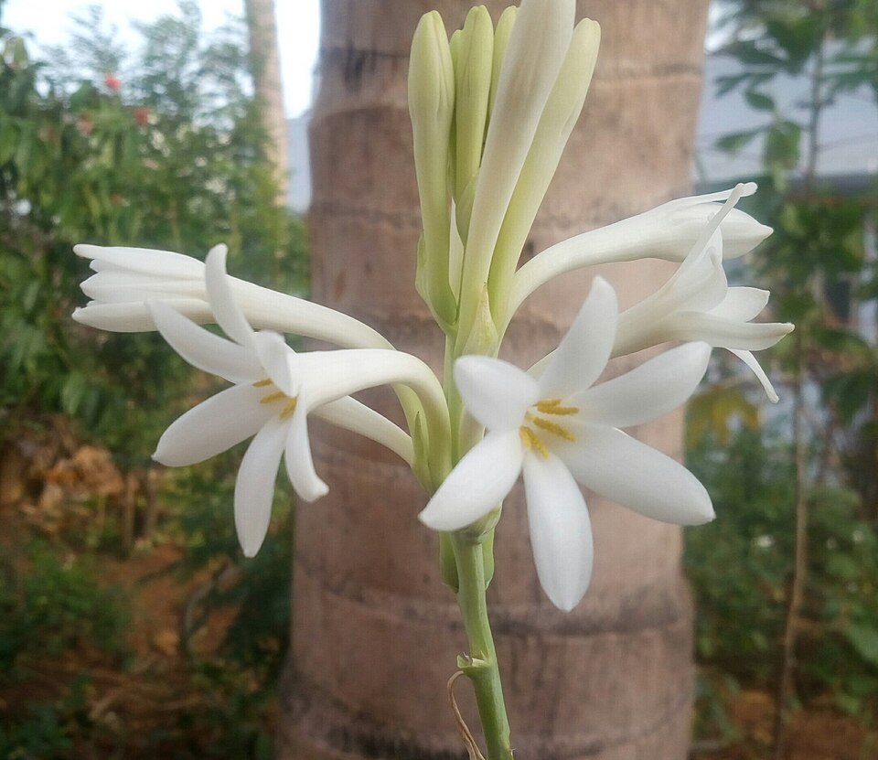 Polianthes tuberosa flower