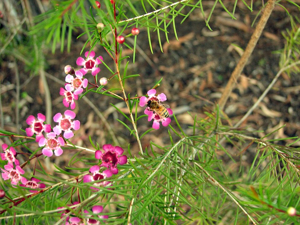 Chamelaucium uncinatum1