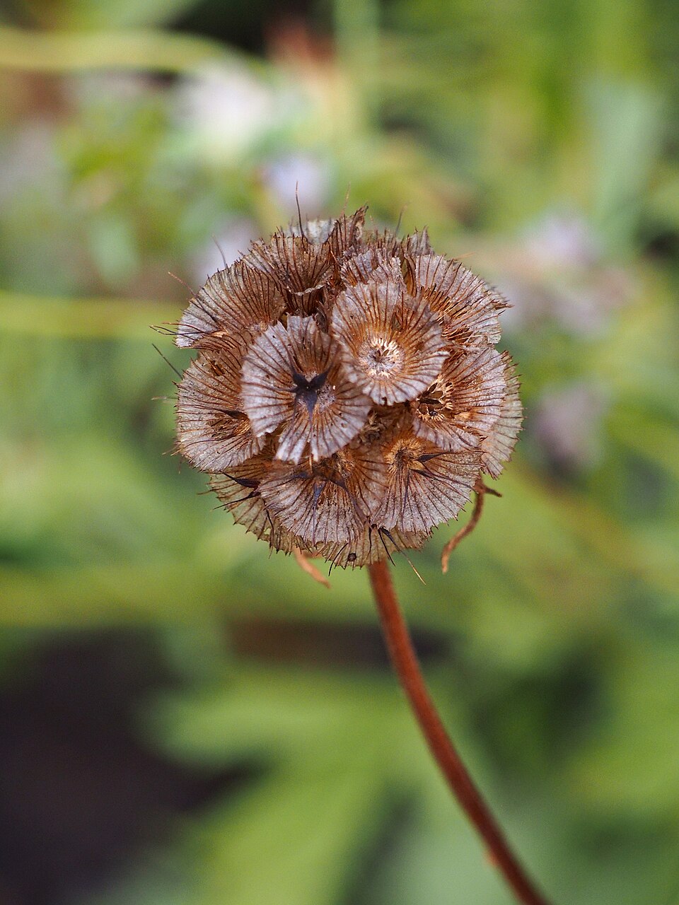 Lomelosia stellata