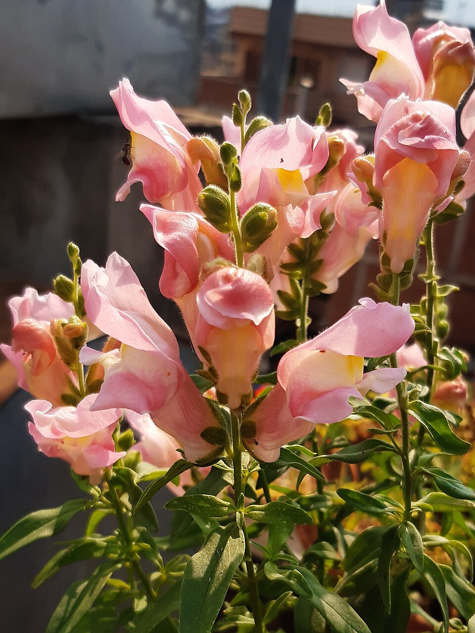 Pink Snapdragon Flower-Antirrhinum majus