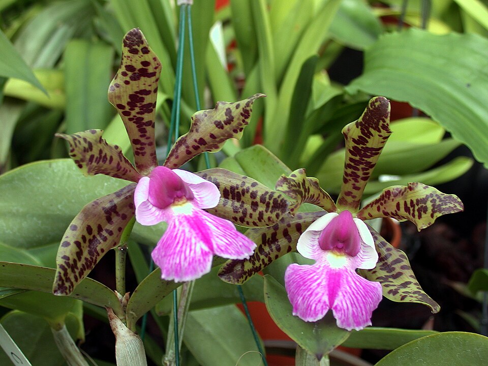 A and B Larsen orchids - Cattleya aclandiae DSCN0548