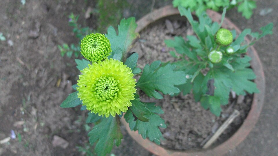 Chrysanthemum green button pompon-2-bsi-yercaud-salem-India