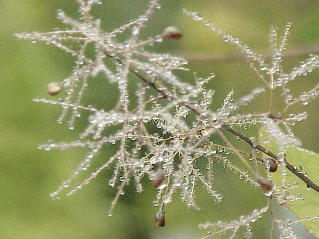 Cotinus coggygria0