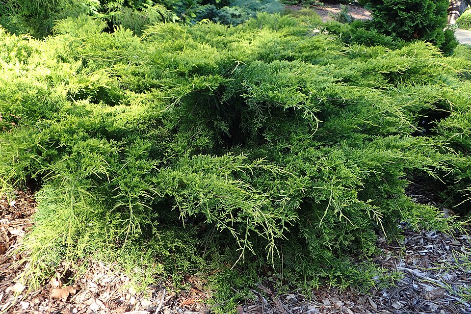 Juniperus × pfitzeriana 'Gold Coast'