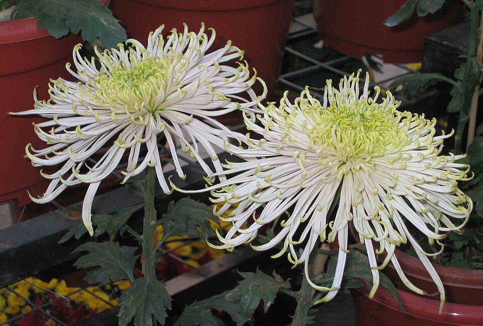‘Icy Prune Flower’ chrysanthemum