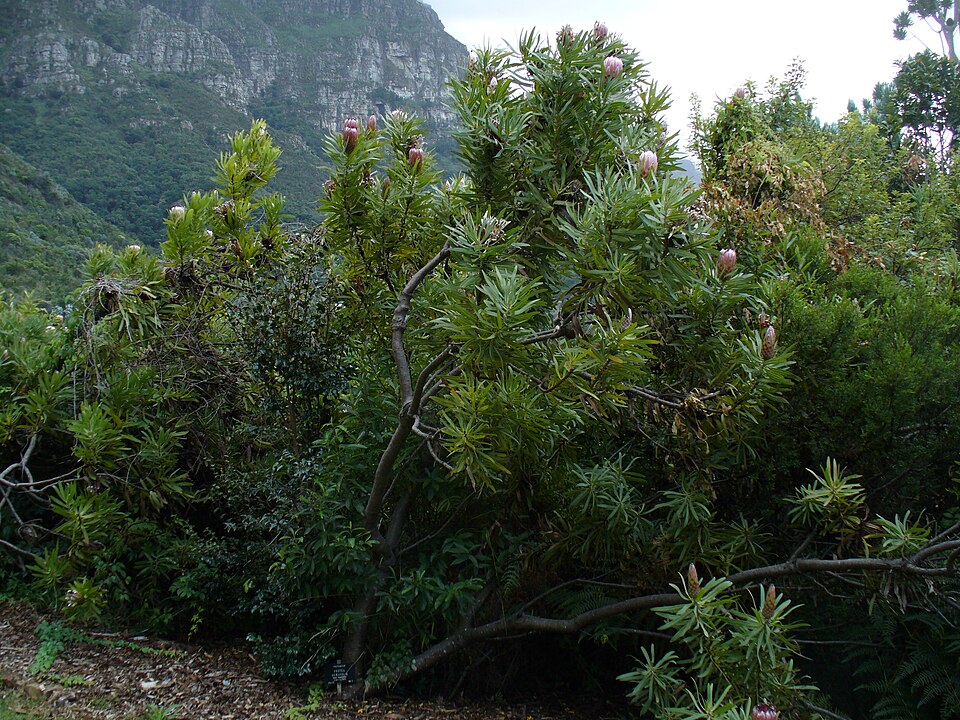 Protea neriifolia bush