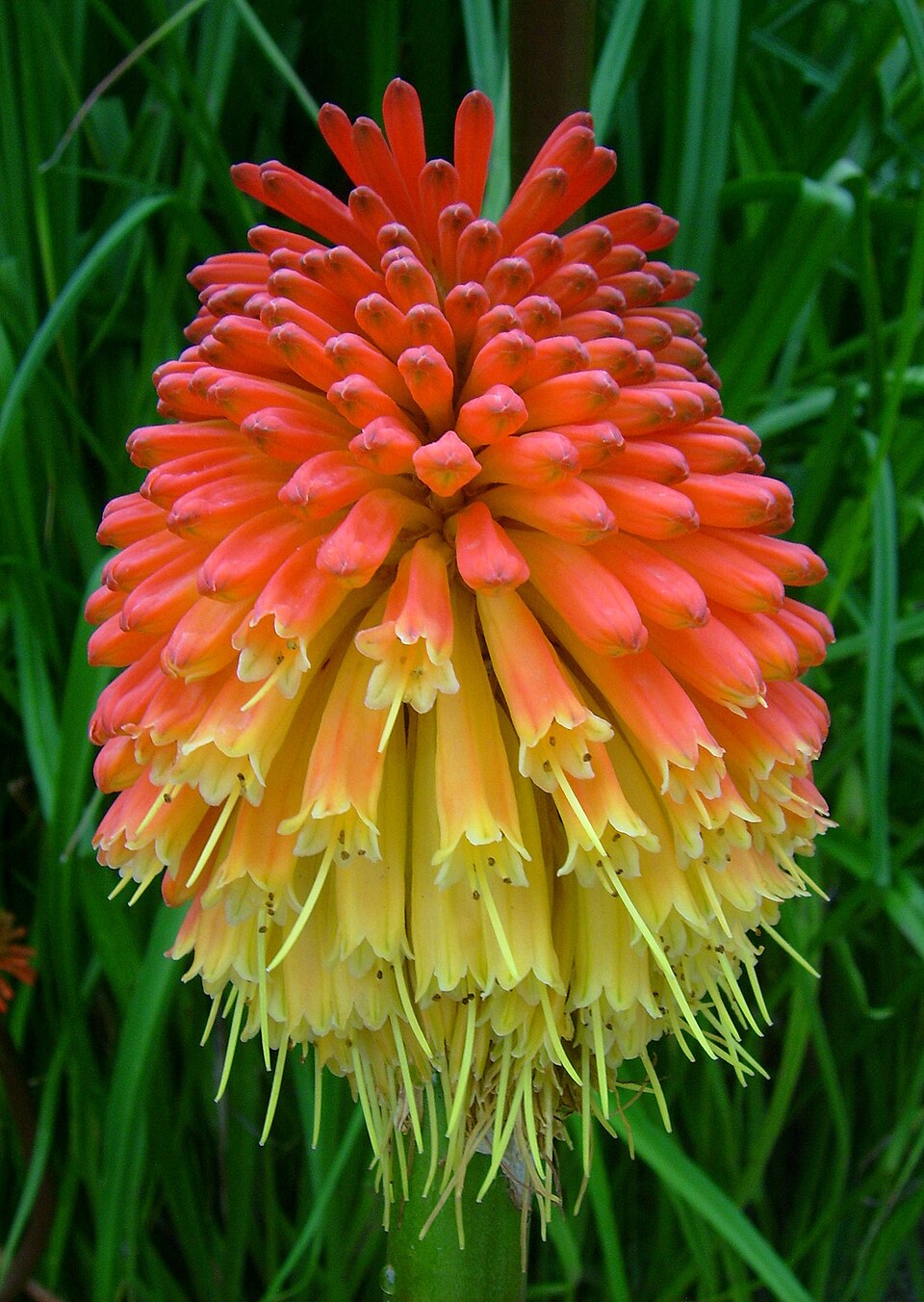 Kniphofia uvaria5
