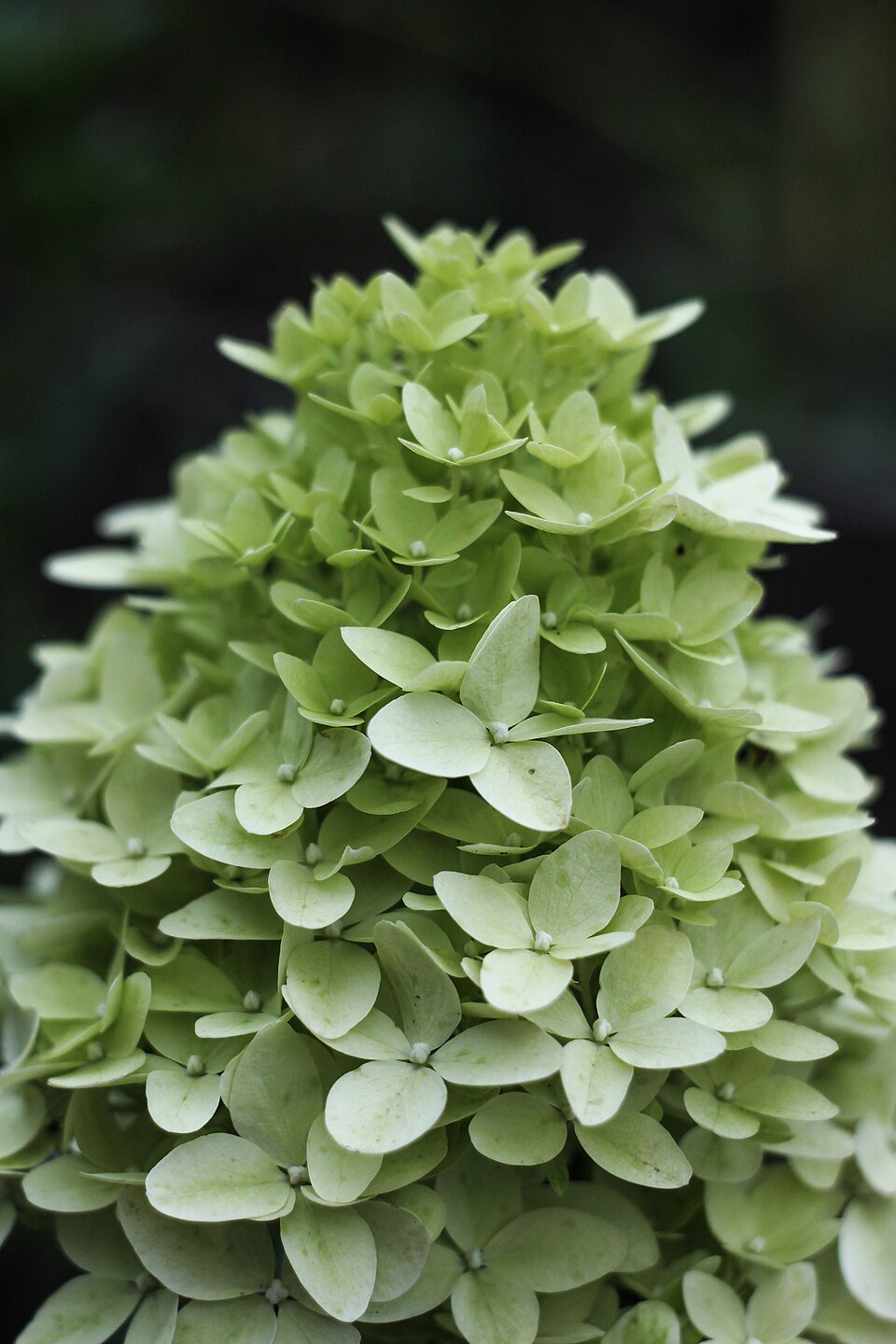 Hydrangea paniculata flowers