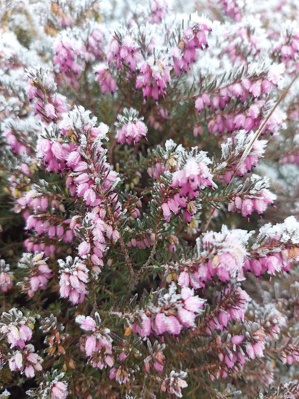 Erica pastelized by frost