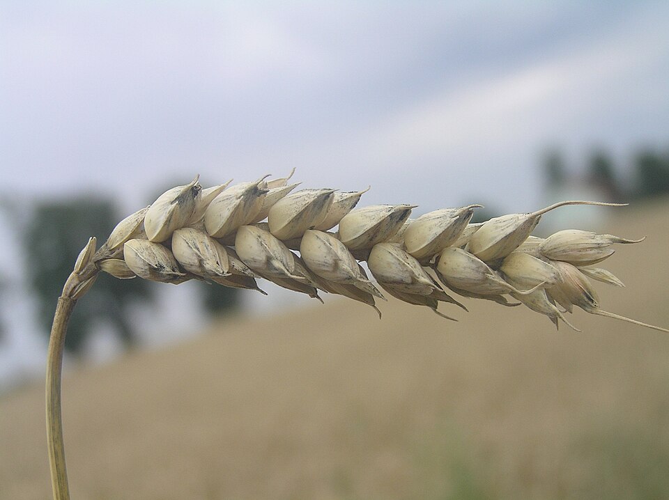 Triticum aestivum1
