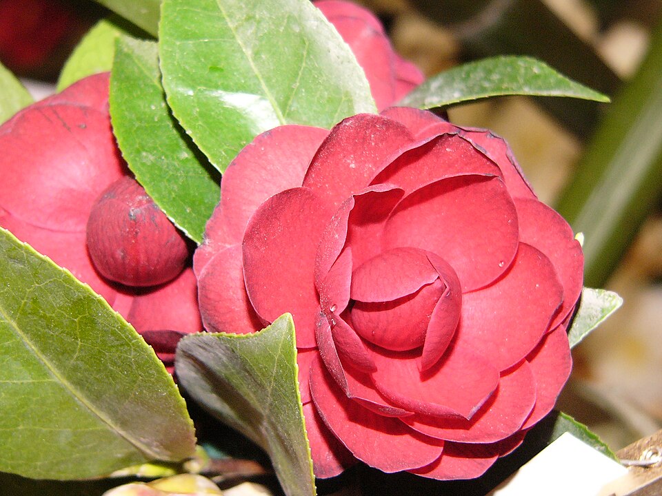Camellia Japonica - Black Lace