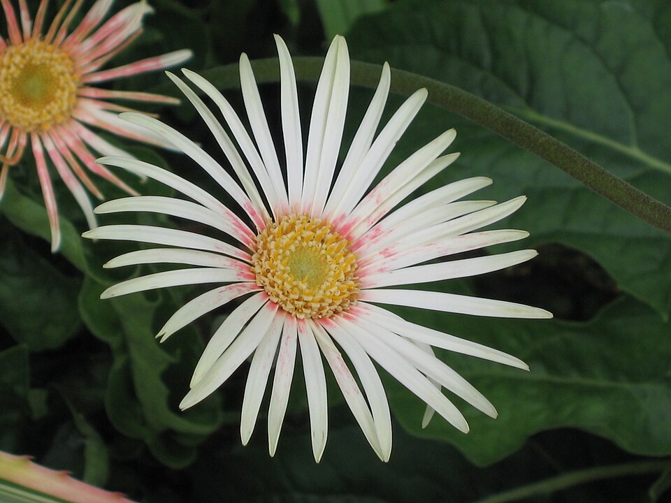 Mini Gerbera — botanical study