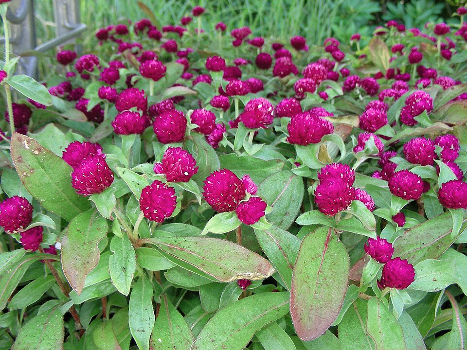 Gomphrena globosa -
