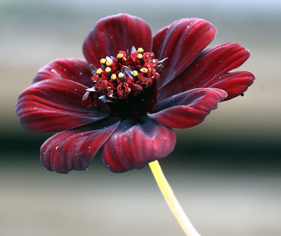 Schokoladen-Kosmee (Cosmos atrosanguineus)