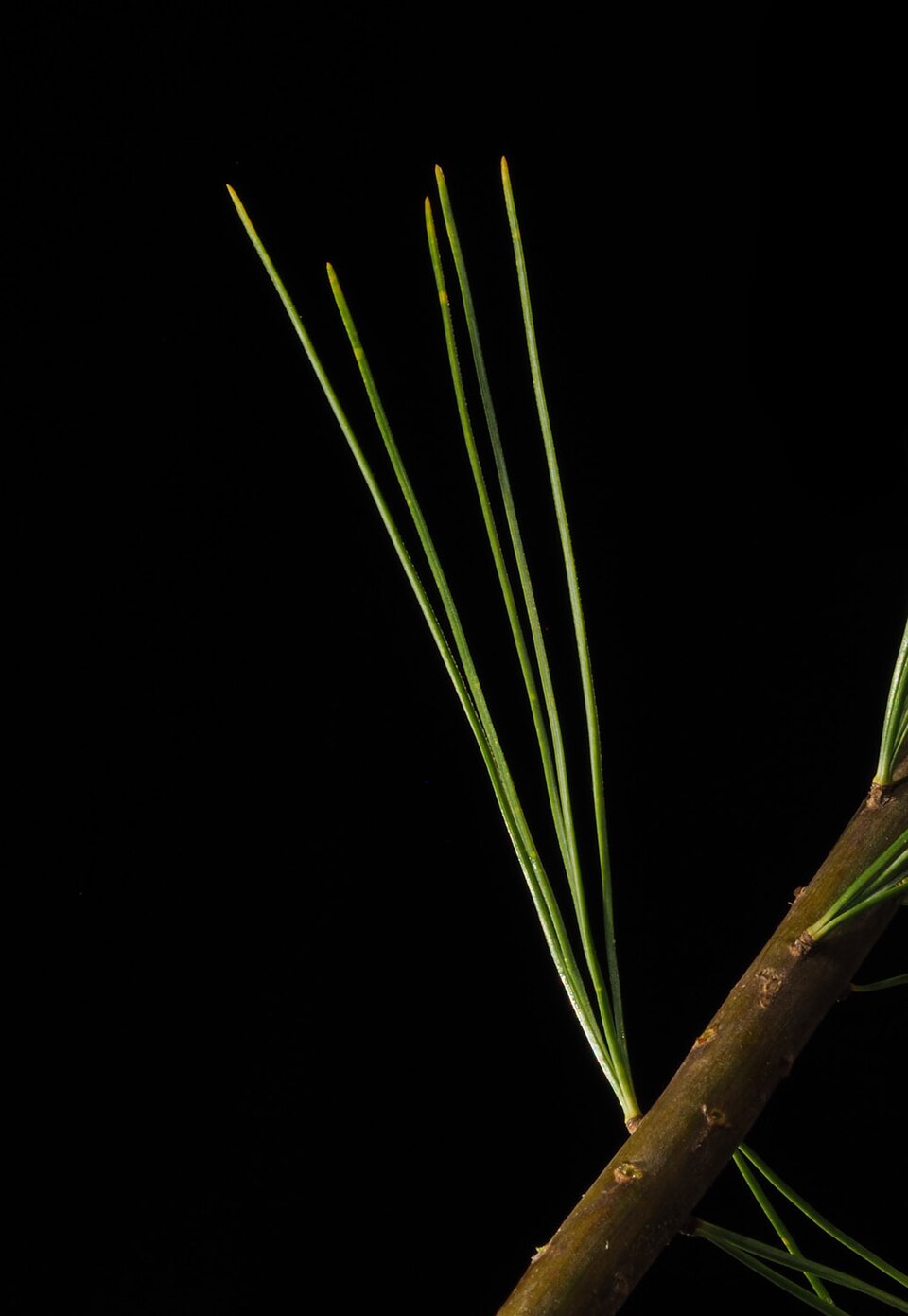 Plant pinus strobus needles 170727 pine 31 Maple Ferryman