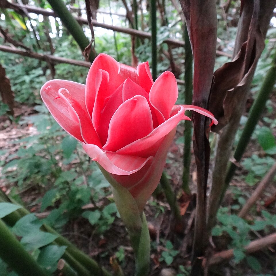 Etlingera elatior-0001