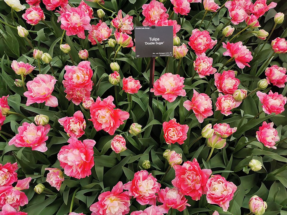 Tulip Double Sugar