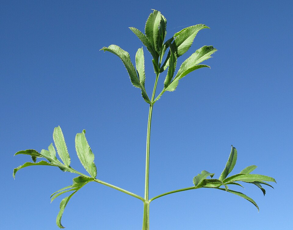 Ammi majus leaf1 NWS