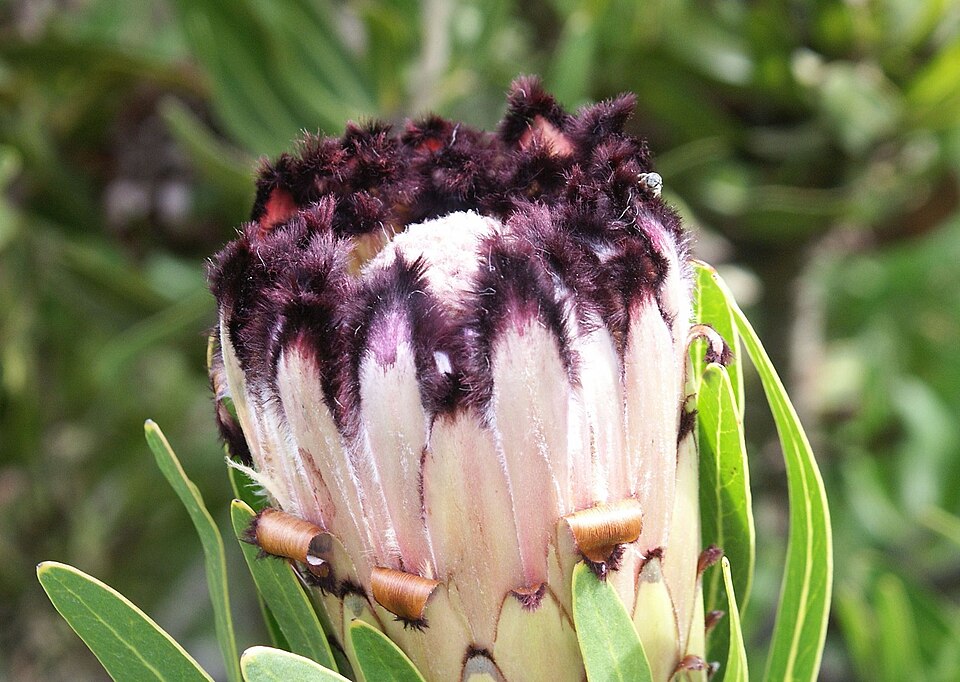 Protea neriifolia Narrow-leaf Sugarbush -Proteaceae.
