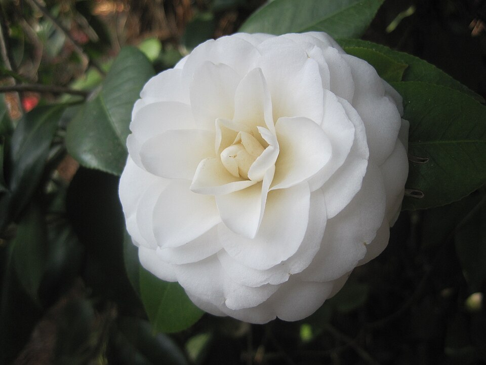 CAMELLIA japonica 'White by the Gate'
