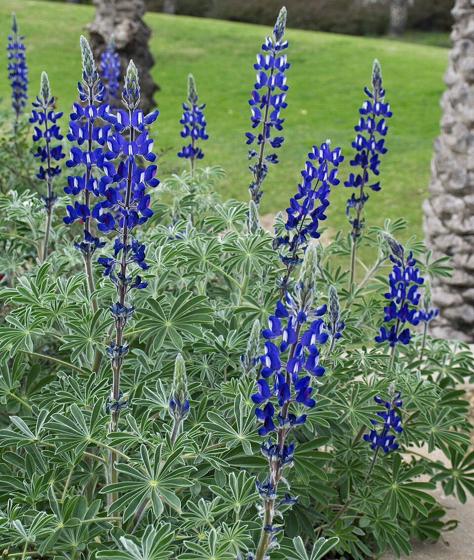 Lupinus-pilosus-2015-Zachi-Evenor-cropped01