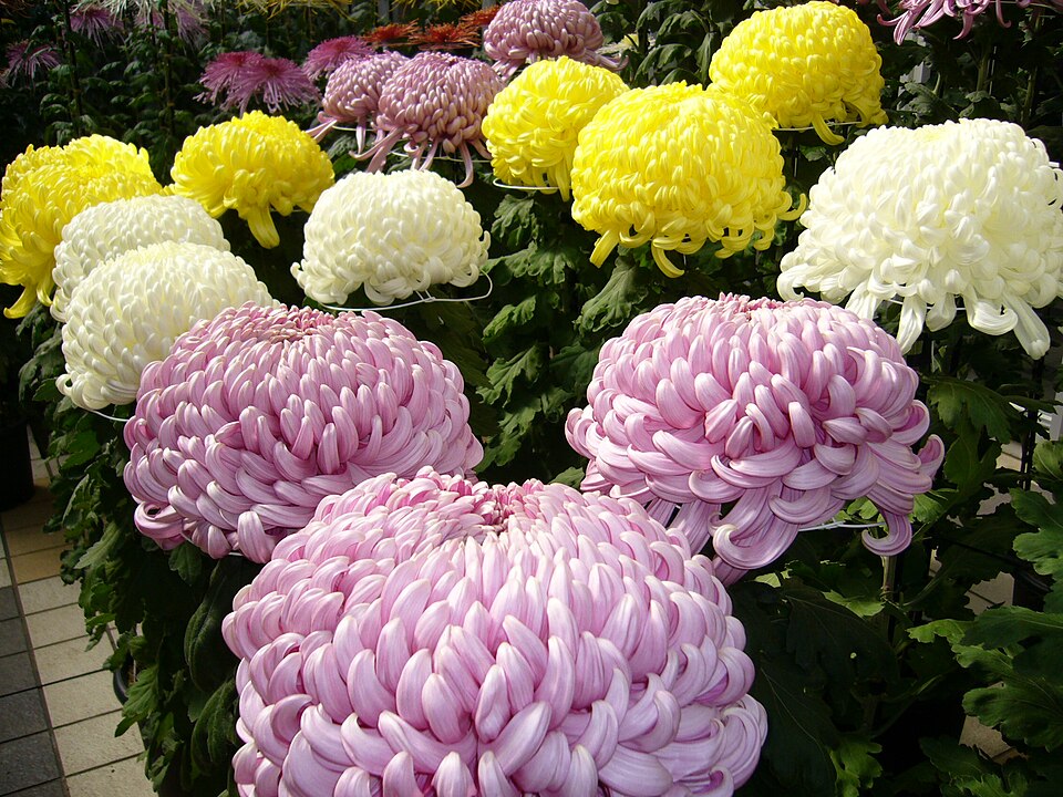 Chrysanthemum,kiku,katori-city,japan