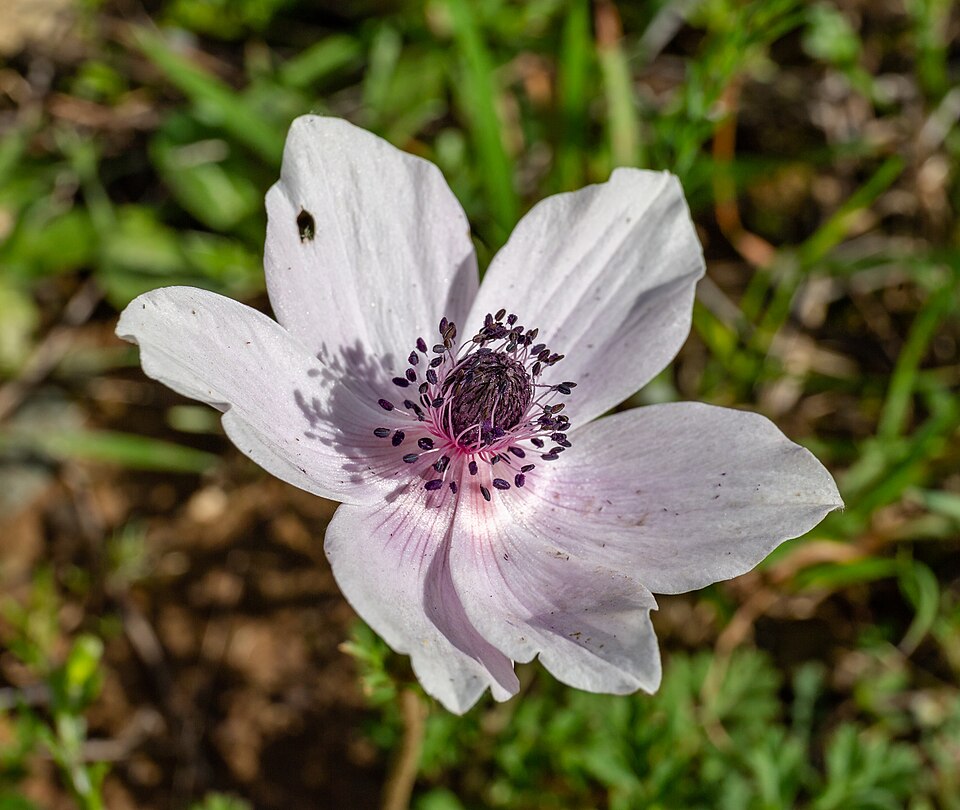 Anemone coronaria in Troodos Mountains, Cyprus