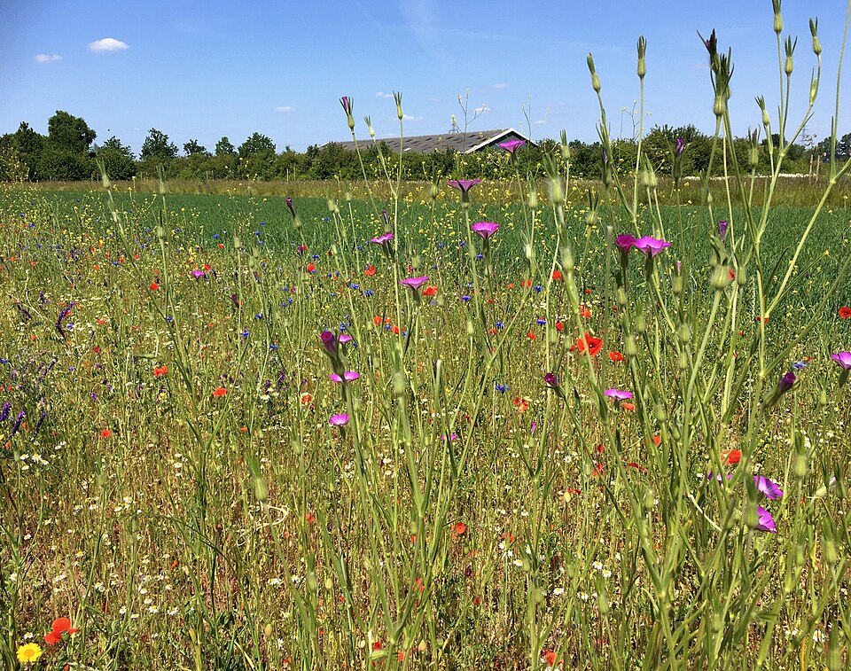 Agrostemma githago en andere akkeronkruiden