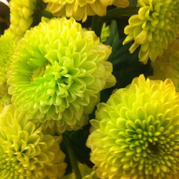 Button chrysanthemu