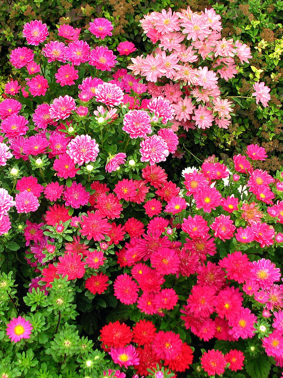 Callistephus chinensis (in a flowerbed)