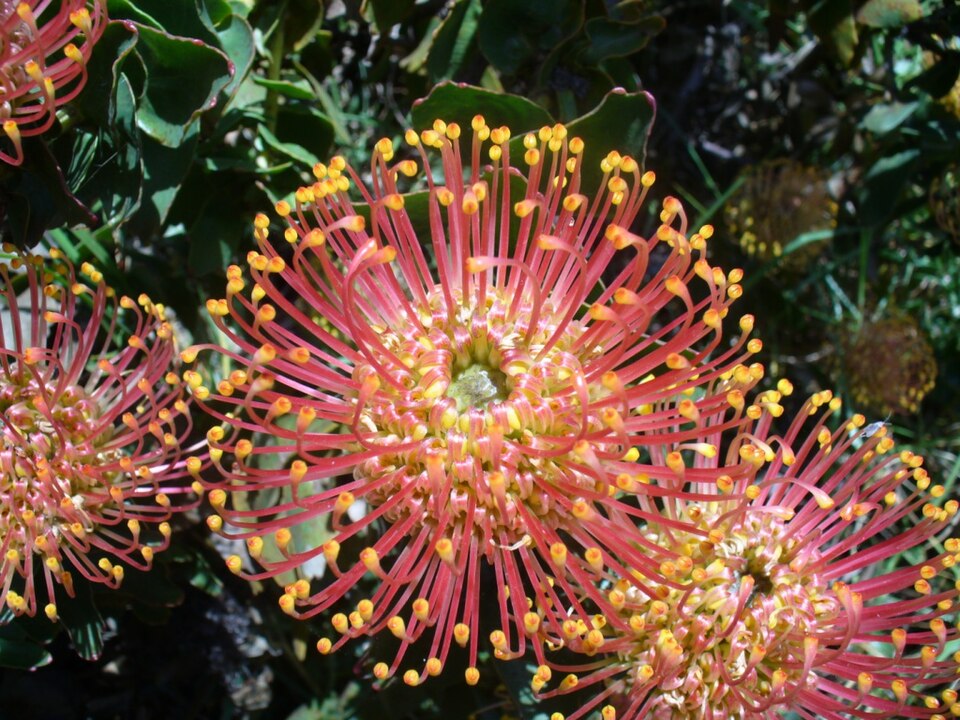 Leucospermum cordifolium flower