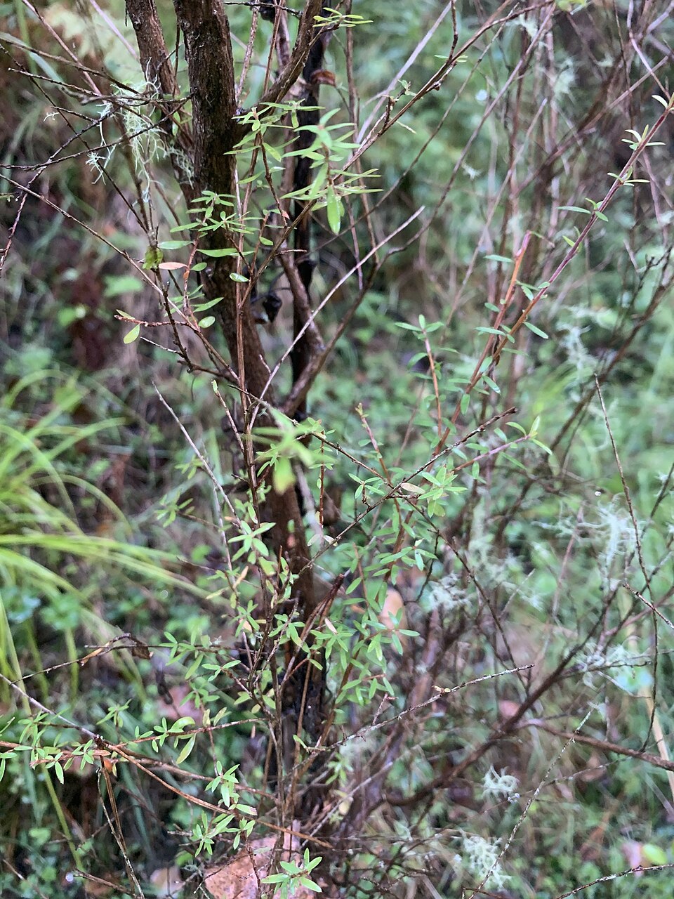 Leptospermum scoparium