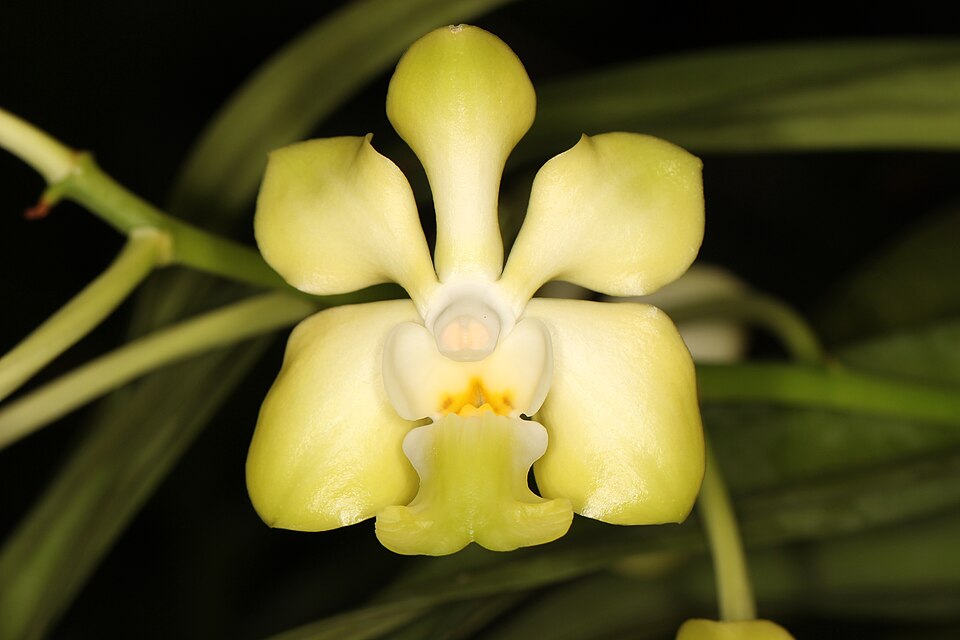 KPW Vanda denisoniana O&M