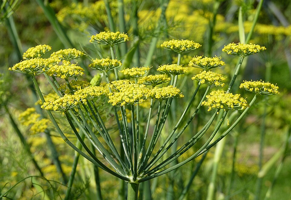 Fennel flowers J1