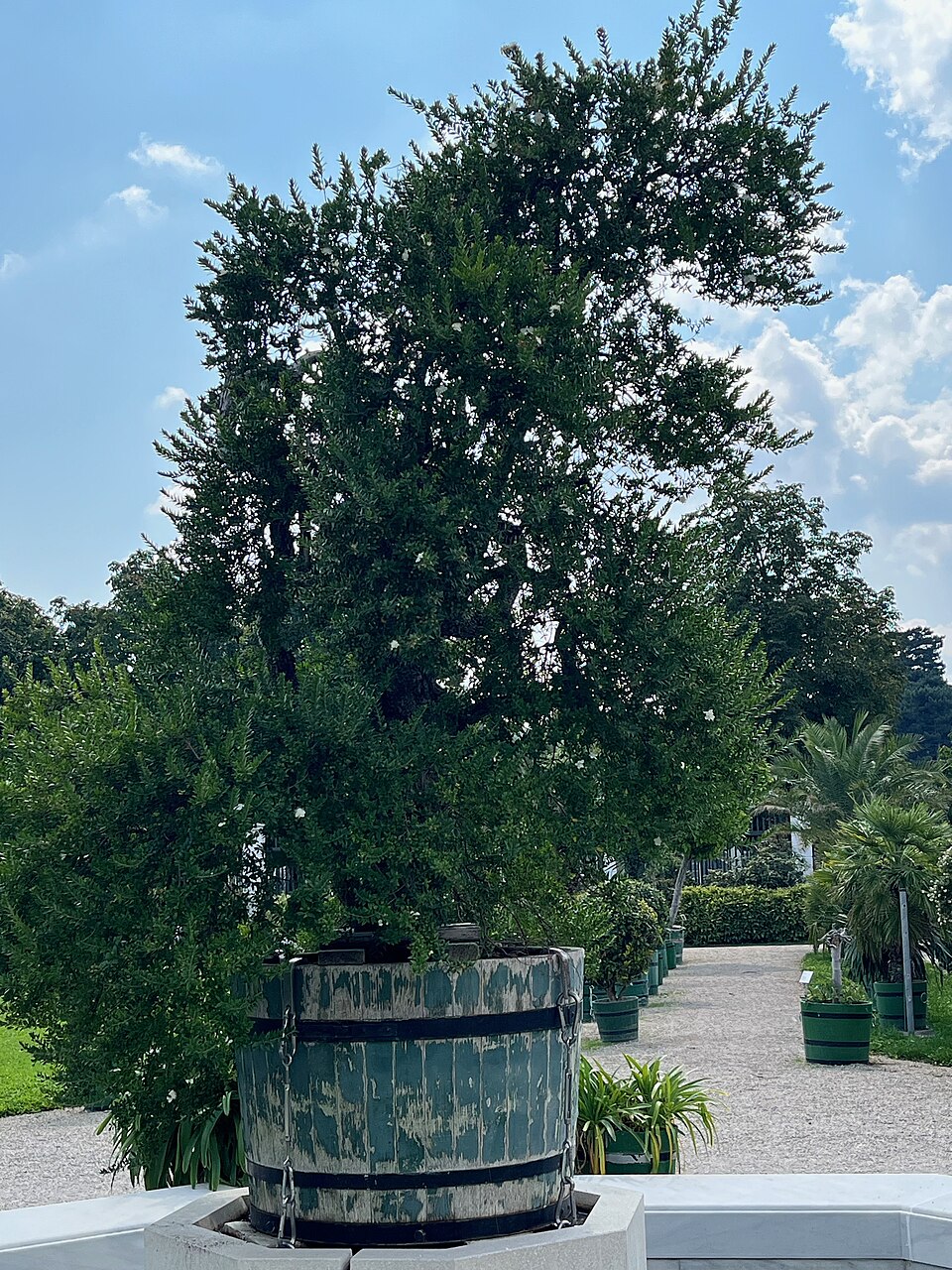 Myrtus communis in Schönbrunn - The Maria Theresa Bridal Myrtle