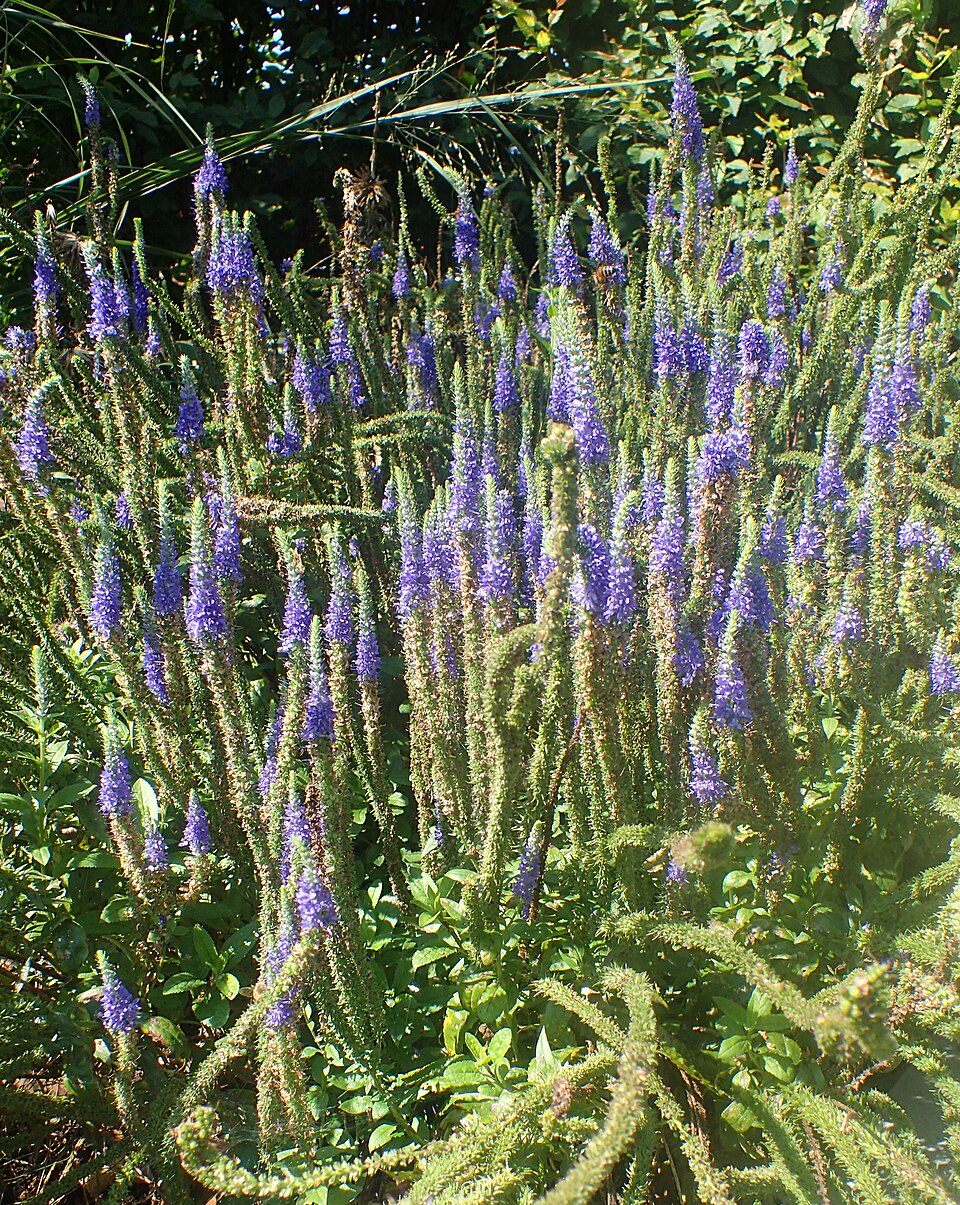 Veronica spicata Glory kz2