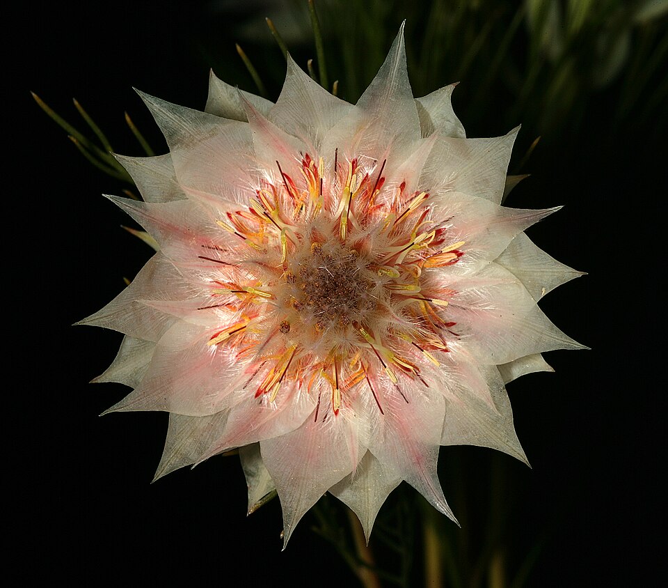 Serruria florida