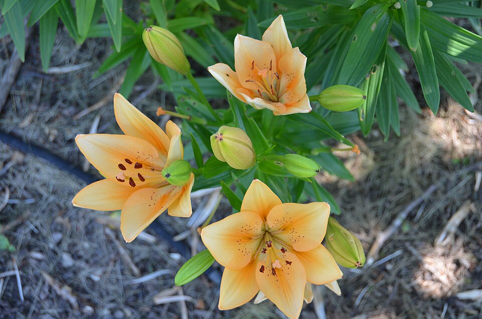‘Salmon Classic’ LA hybrid lily